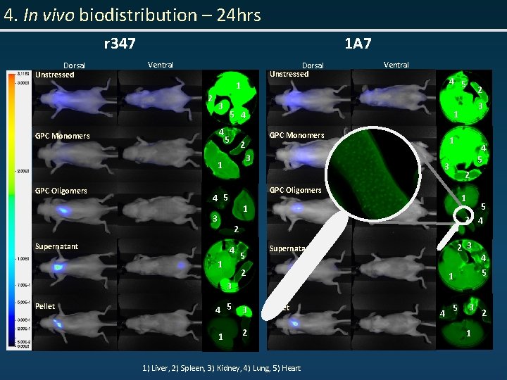 4. In vivo biodistribution – 24 hrs r 347 Dorsal Unstressed 1 A 7