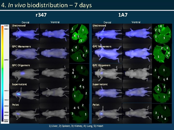 4. In vivo biodistribution – 7 days r 347 Dorsal Unstressed 1 A 7