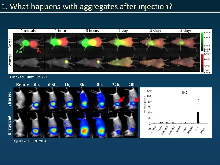 1. What happens with aggregates after injection? Agg Mon Filipe et al. Pharm Res.