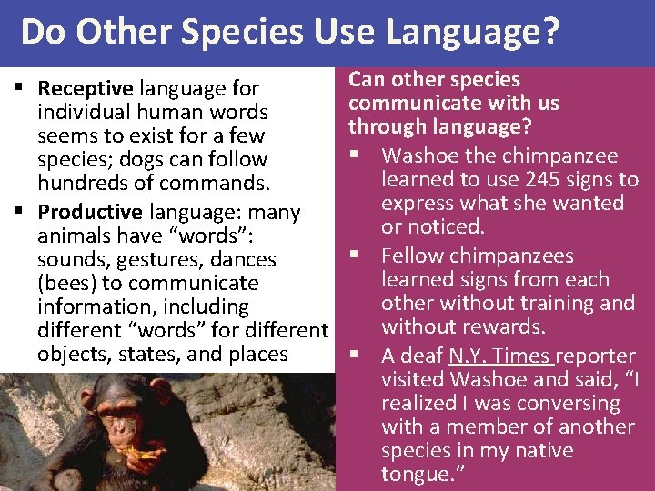 Do Other Species Use Language? § Receptive language for individual human words seems to