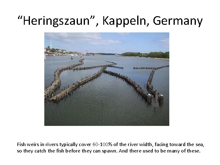 “Heringszaun”, Kappeln, Germany Fish weirs in rivers typically cover 60 -100% of the river