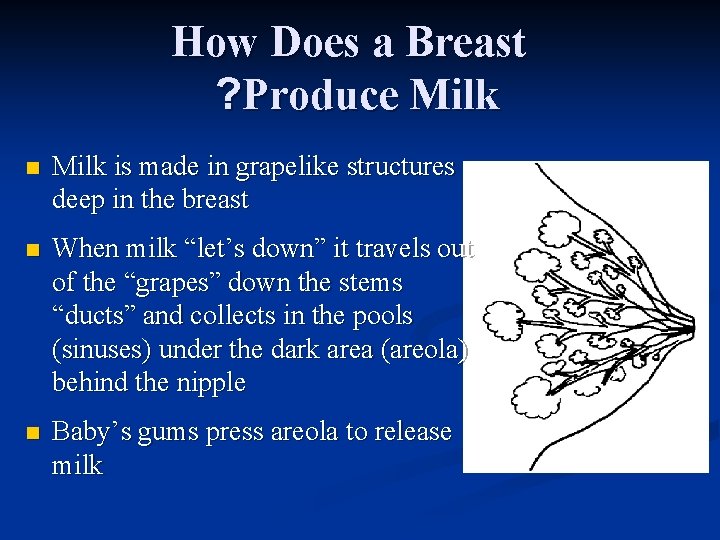 How Does a Breast ? Produce Milk n Milk is made in grapelike structures