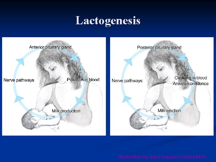 Lactogenesis Illustration by Joyce Kopatch, USACHPPM 