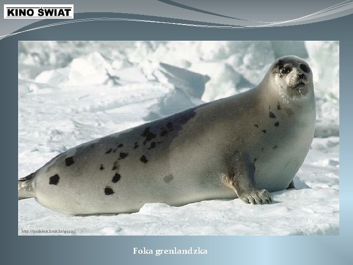 http: //proleksis. lzmk. hr/49395/ Foka grenlandzka 