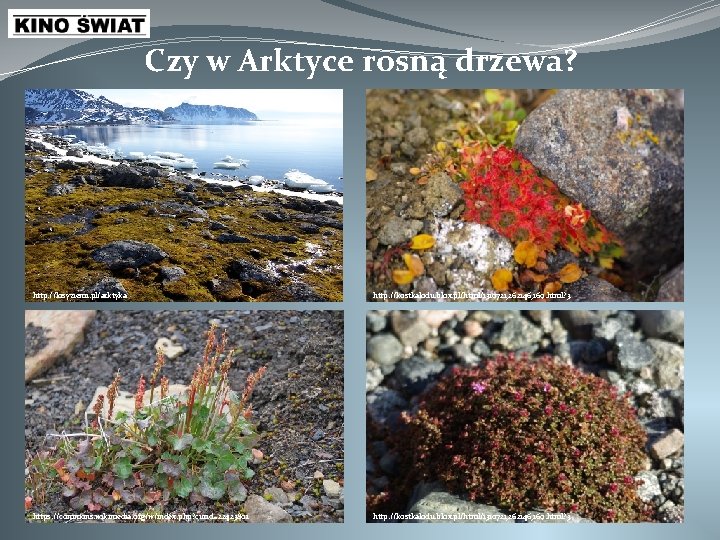 Czy w Arktyce rosną drzewa? http: //losyziemi. pl/arktyka http: //kostkalodu. blox. pl/html/1310721, 262146, 169.