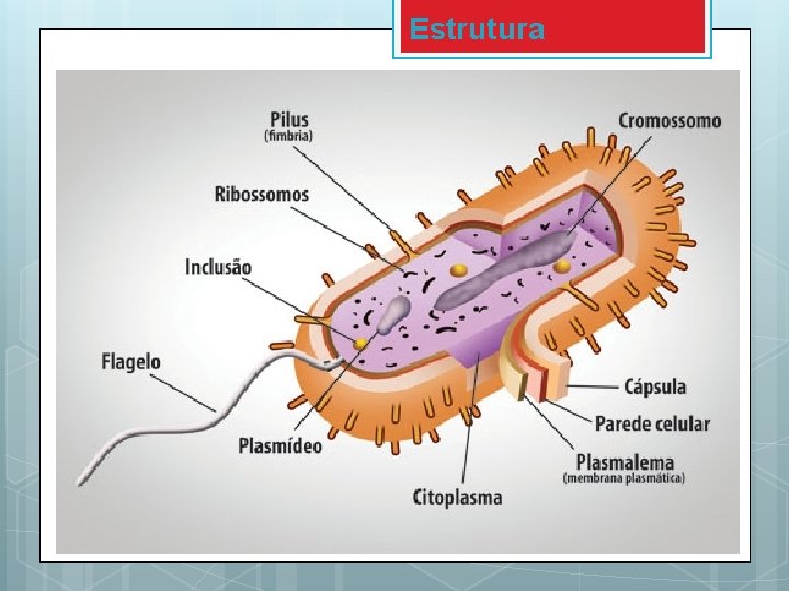 Estrutura 