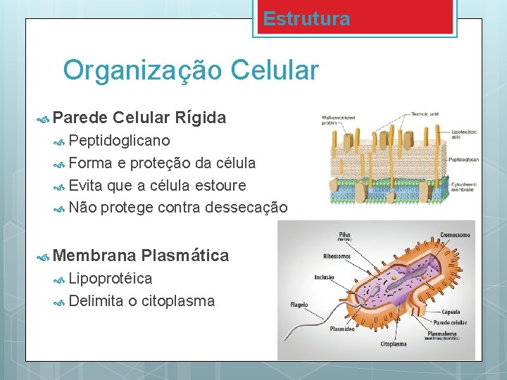 Estrutura Organização Celular Parede Celular Rígida Peptidoglicano Forma e proteção da célula Evita que