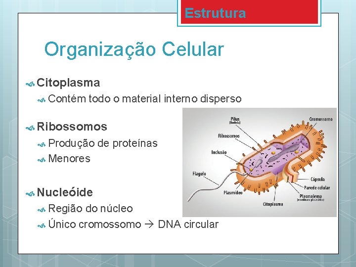 Estrutura Organização Celular Citoplasma Contém todo o material interno disperso Ribossomos Produção de proteínas