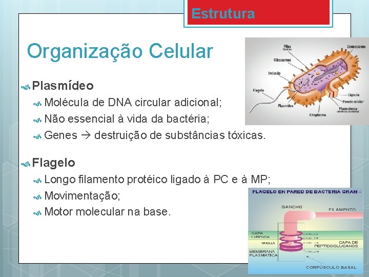 Estrutura Organização Celular Plasmídeo Molécula de DNA circular adicional; Não essencial à vida da
