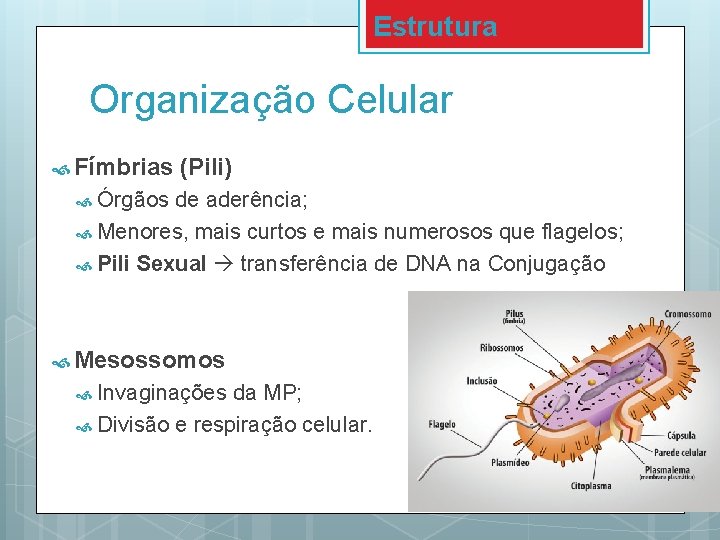 Estrutura Organização Celular Fímbrias (Pili) Órgãos de aderência; Menores, mais curtos e mais numerosos