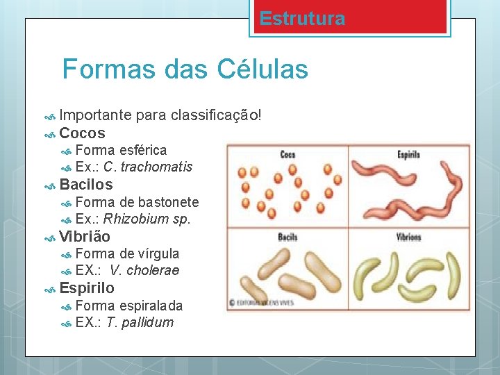 Estrutura Formas das Células Importante para classificação! Cocos Forma esférica Ex. : C. trachomatis