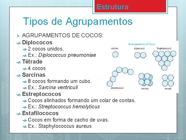 Estrutura Tipos de Agrupamentos AGRUPAMENTOS DE COCOS: Diplococos Ø 2 cocos unidos. Ex. :