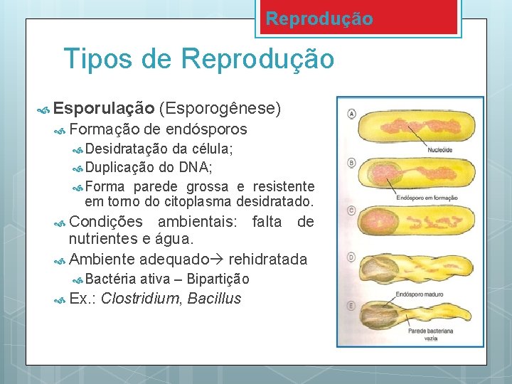 Reprodução Tipos de Reprodução Esporulação Formação (Esporogênese) de endósporos Desidratação da célula; Duplicação do