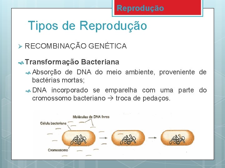 Reprodução Tipos de Reprodução Ø RECOMBINAÇÃO GENÉTICA Transformação Absorção Bacteriana de DNA do meio