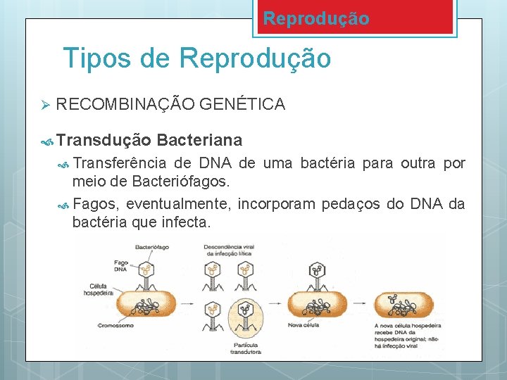 Reprodução Tipos de Reprodução Ø RECOMBINAÇÃO GENÉTICA Transdução Bacteriana Transferência de DNA de uma