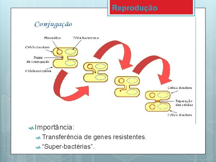 Reprodução Importância: Transferência de genes resistentes. “Super-bactérias”. 