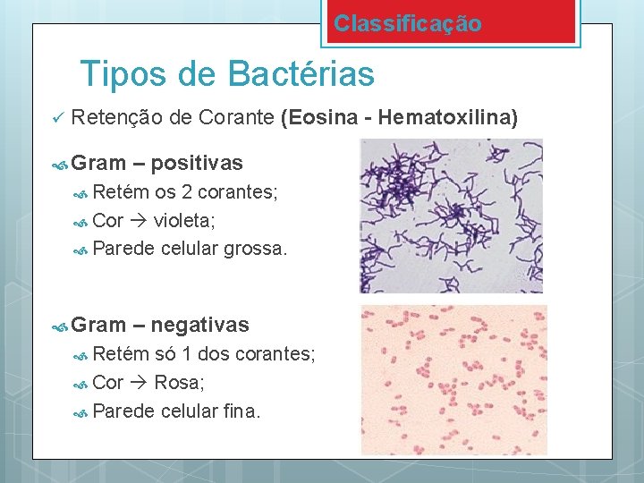 Classificação Tipos de Bactérias ü Retenção de Corante (Eosina - Hematoxilina) Gram – positivas