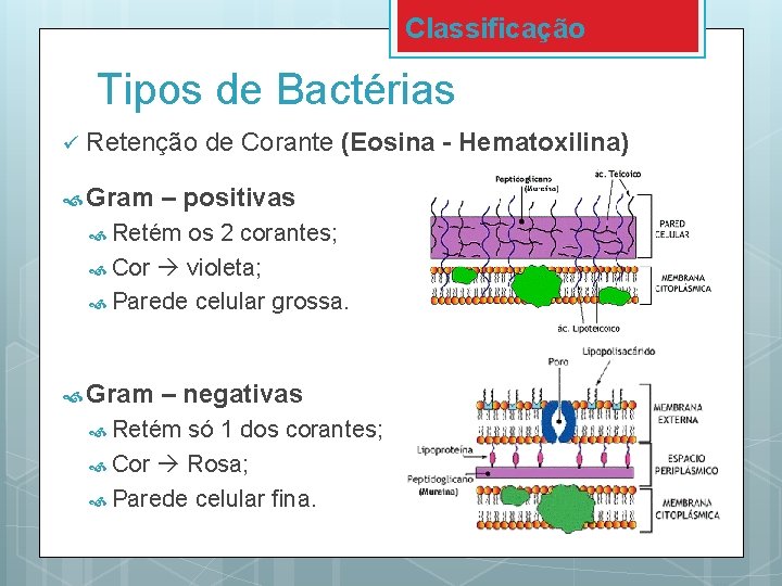 Classificação Tipos de Bactérias ü Retenção de Corante (Eosina - Hematoxilina) Gram – positivas