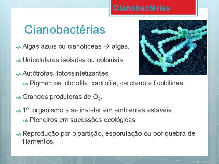 Cianobactérias Algas azuis ou cianofíceas algas. Unicelulares isoladas ou coloniais. Autótrofas, fotossintetizantes Pigmentos: clorofila,