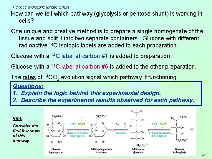 Hexose Monophosphate Shunt How can we tell which pathway (glycolysis or pentose shunt) is