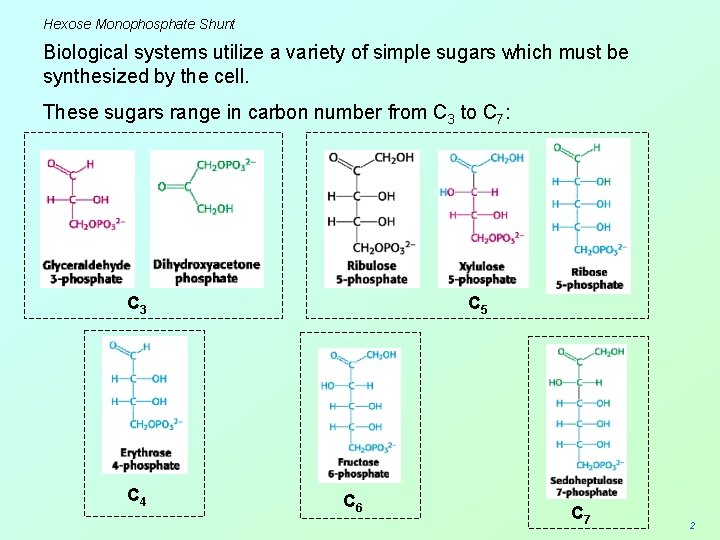 Hexose Monophosphate Shunt Biological systems utilize a variety of simple sugars which must be