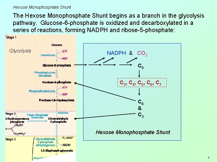 Hexose Monophosphate Shunt The Hexose Monophosphate Shunt begins as a branch in the glycolysis