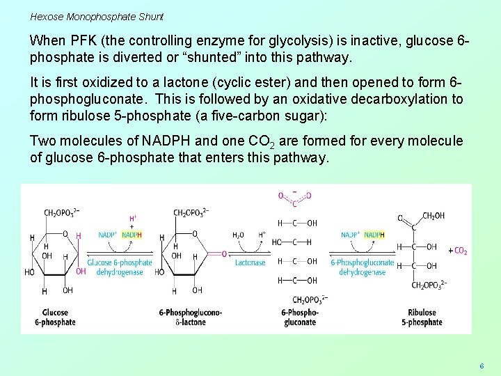 Hexose Monophosphate Shunt When PFK (the controlling enzyme for glycolysis) is inactive, glucose 6