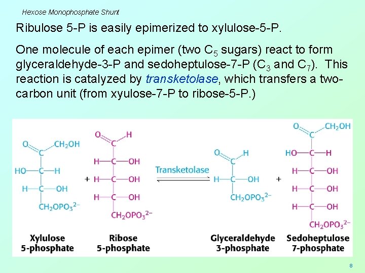 Hexose Monophosphate Shunt Ribulose 5 -P is easily epimerized to xylulose-5 -P. One molecule
