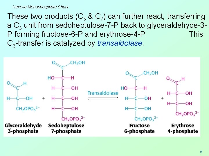 Hexose Monophosphate Shunt These two products (C 3 & C 7) can further react,