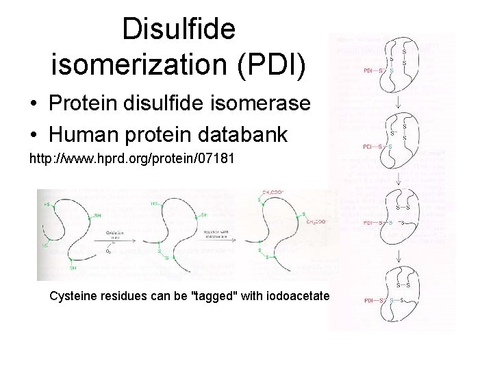 Disulfide isomerization (PDI) • Protein disulfide isomerase • Human protein databank http: //www. hprd.