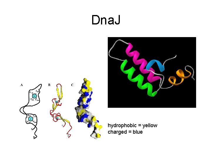 Dna. J hydrophobic = yellow charged = blue 