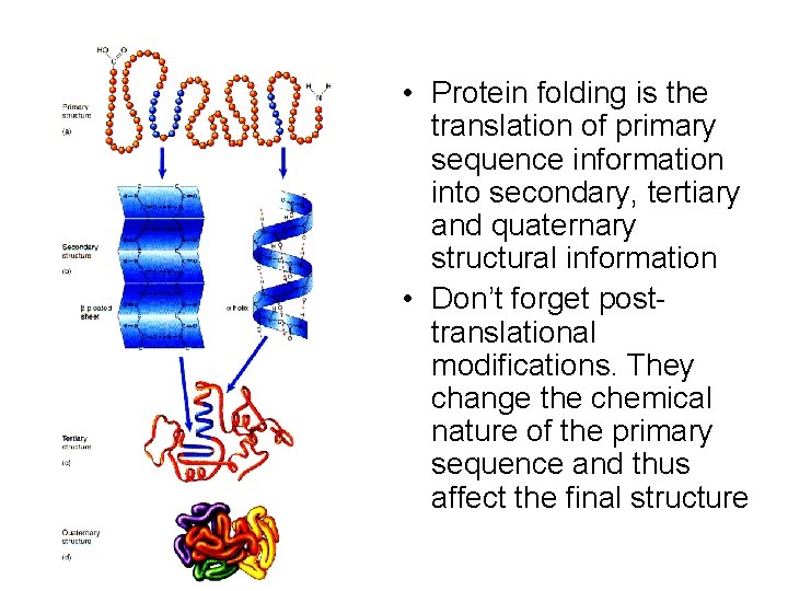  • Protein folding is the translation of primary sequence information into secondary, tertiary