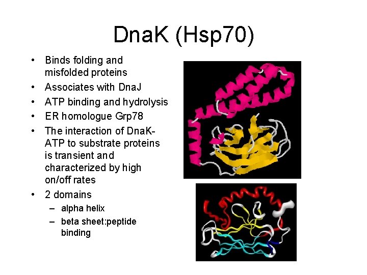 Dna. K (Hsp 70) • Binds folding and misfolded proteins • Associates with Dna.