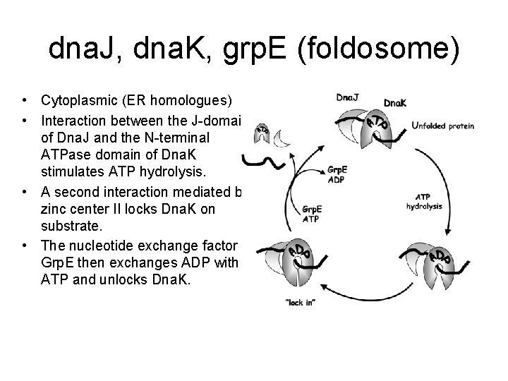 dna. J, dna. K, grp. E (foldosome) • Cytoplasmic (ER homologues) • Interaction between