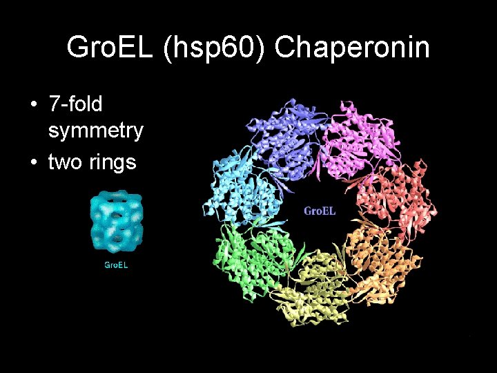 Gro. EL (hsp 60) Chaperonin • 7 -fold symmetry • two rings 