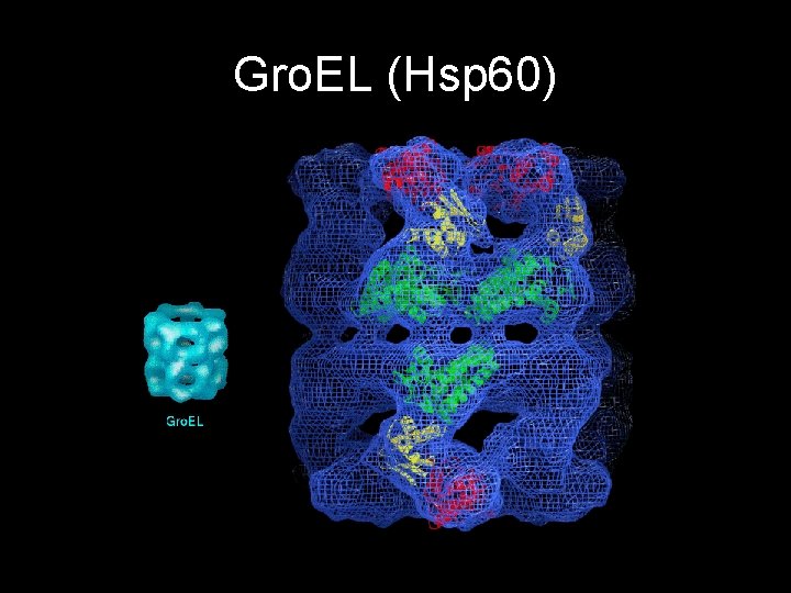 Gro. EL (Hsp 60) 