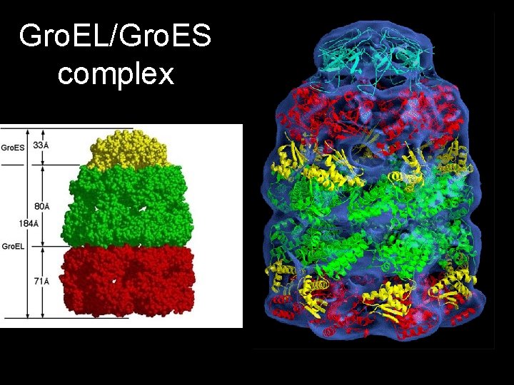 Gro. EL/Gro. ES complex 