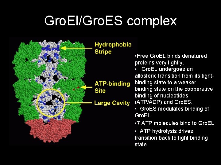 Gro. El/Gro. ES complex • Free Gro. EL binds denatured proteins very tightly. •