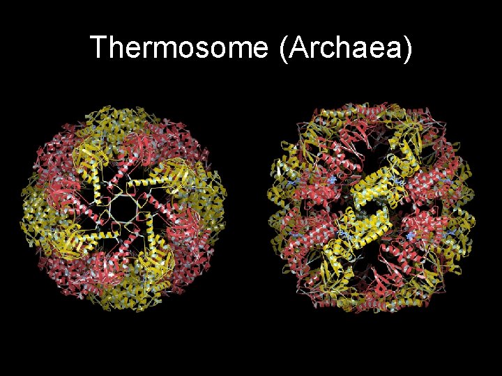 Thermosome (Archaea) 