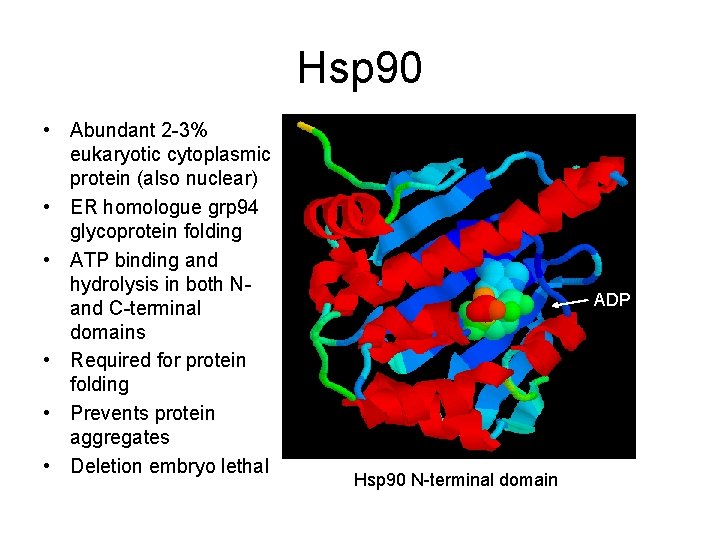 Hsp 90 • Abundant 2 -3% eukaryotic cytoplasmic protein (also nuclear) • ER homologue