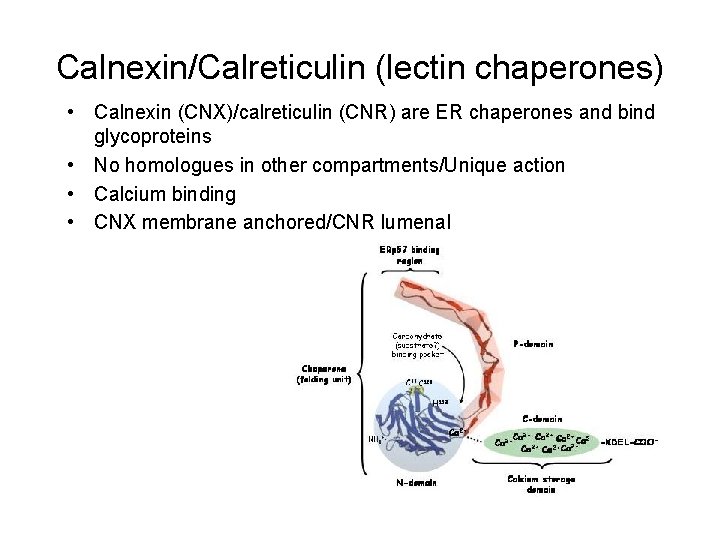 Calnexin/Calreticulin (lectin chaperones) • Calnexin (CNX)/calreticulin (CNR) are ER chaperones and bind glycoproteins •