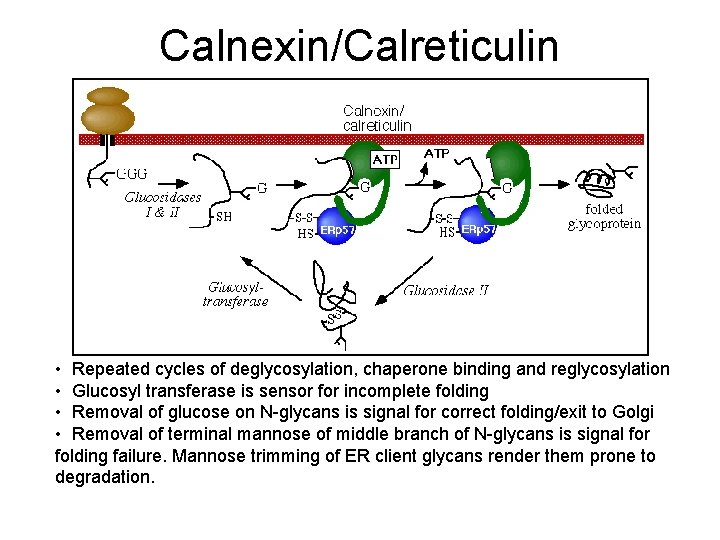 Calnexin/Calreticulin • Repeated cycles of deglycosylation, chaperone binding and reglycosylation • Glucosyl transferase is