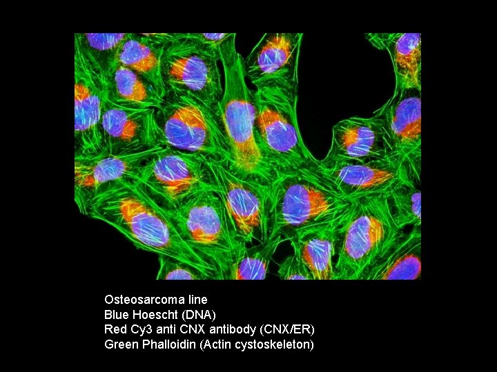 Osteosarcoma line Blue Hoescht (DNA) Red Cy 3 anti CNX antibody (CNX/ER) Green Phalloidin