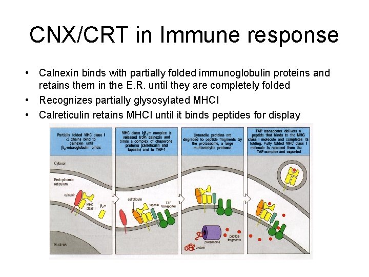 CNX/CRT in Immune response • Calnexin binds with partially folded immunoglobulin proteins and retains
