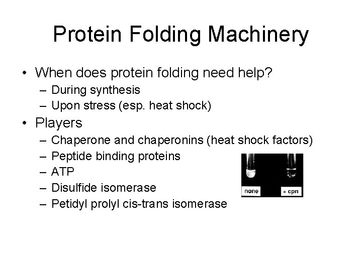 Protein Folding Machinery • When does protein folding need help? – During synthesis –