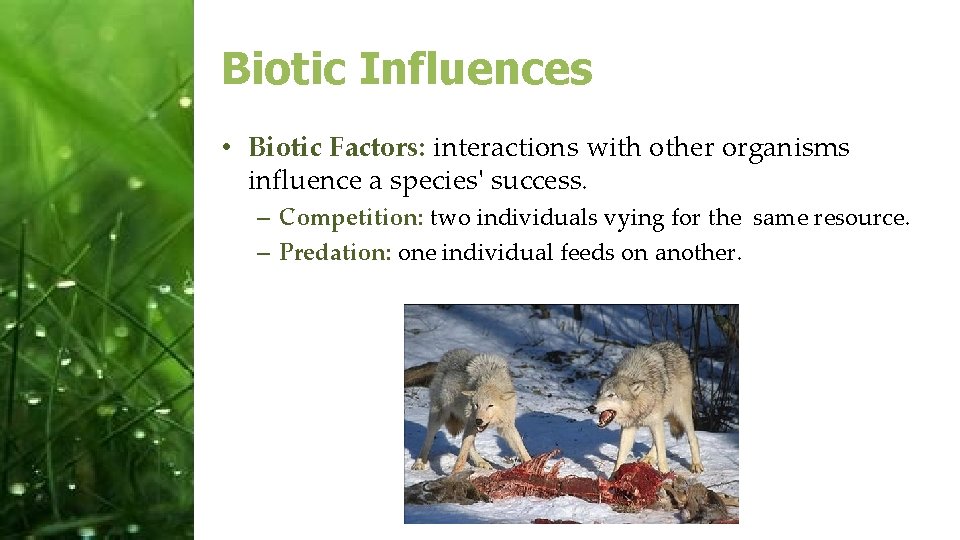 Biotic Influences • Biotic Factors: interactions with other organisms influence a species' success. –