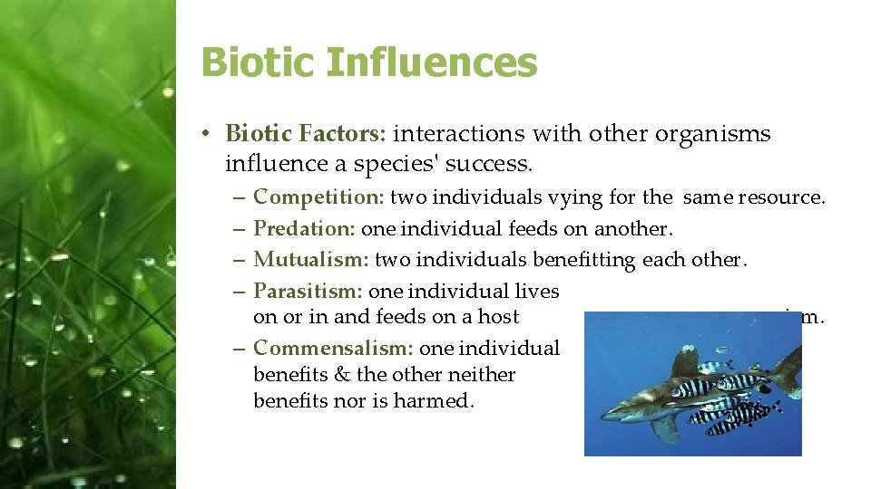 Biotic Influences • Biotic Factors: interactions with other organisms influence a species' success. Competition: