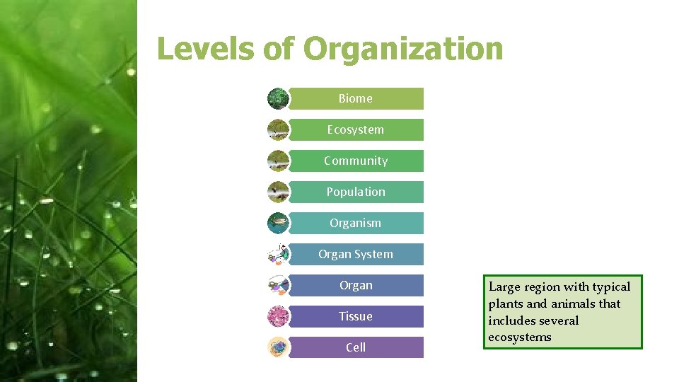 Levels of Organization Biome Ecosystem Community Population Organism Organ System Organ Tissue Cell Smallest