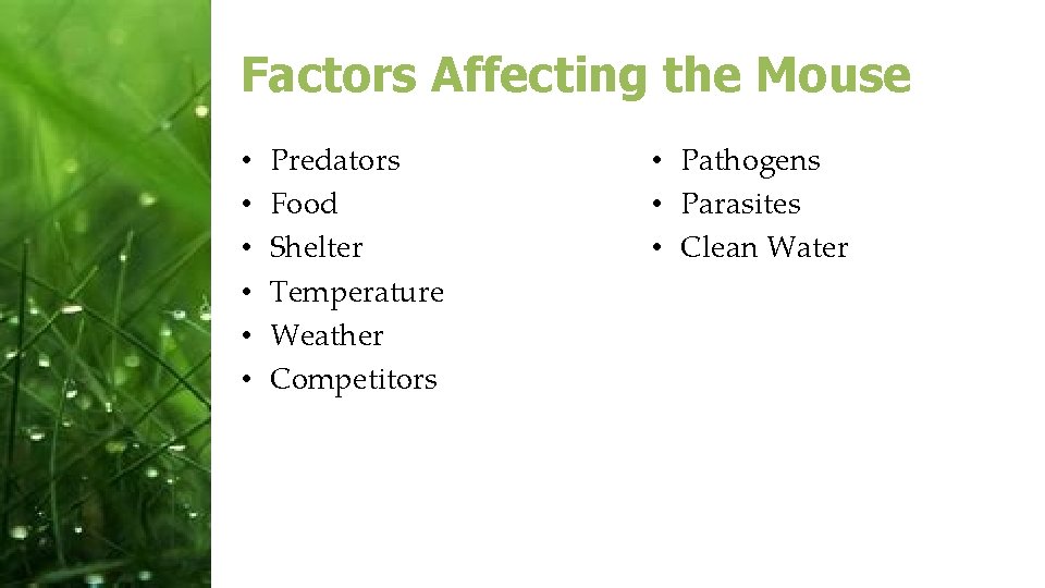 Factors Affecting the Mouse • • • Predators Food Shelter Temperature Weather Competitors •