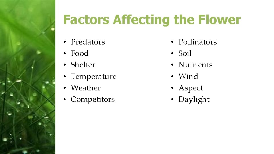 Factors Affecting the Flower • • • Predators Food Shelter Temperature Weather Competitors •